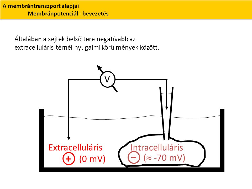 + V Extracelluláris Intracelluláris (0 mV) ( -70 mV)