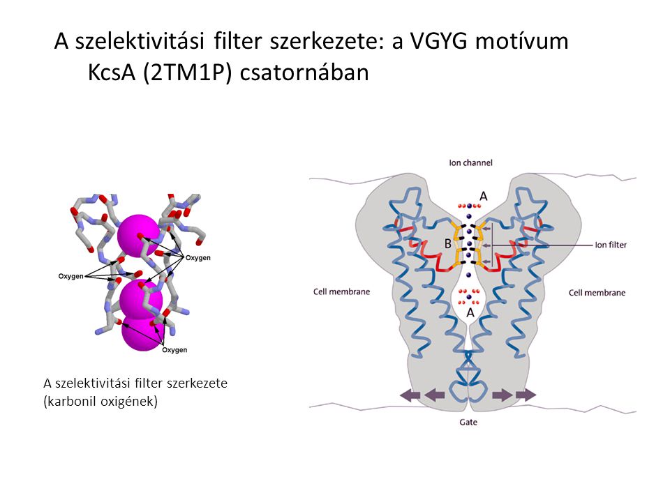 A szelektivitási filter szerkezete: a VGYG motívum KcsA (2TM1P) csatornában