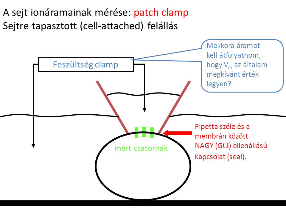 A sejt ionáramainak mérése: patch clamp
