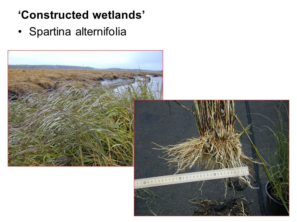 ‘Constructed wetlands’