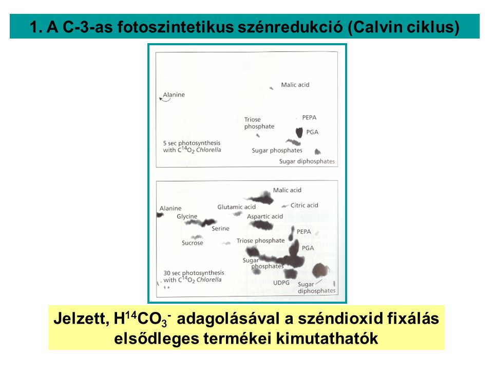 1. A C-3-as fotoszintetikus szénredukció (Calvin ciklus)