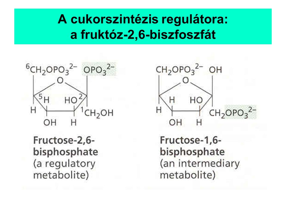 A cukorszintézis regulátora: a fruktóz-2,6-biszfoszfát
