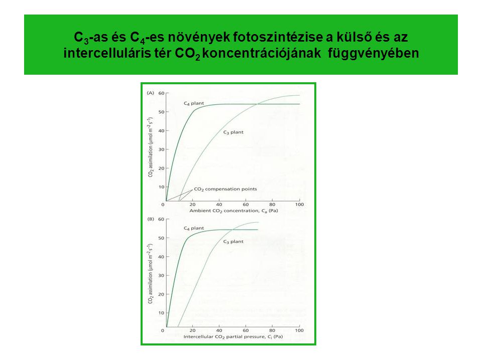 C3-as és C4-es növények fotoszintézise a külső és az intercelluláris tér CO2 koncentrációjának függvényében