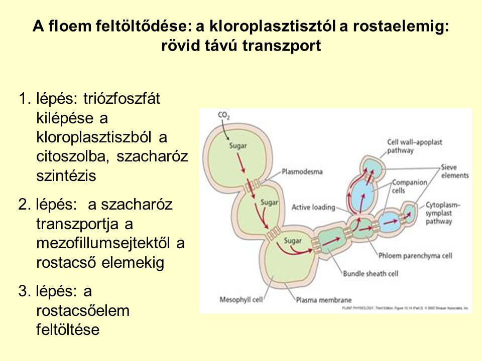A floem feltöltődése: a kloroplasztisztól a rostaelemig: rövid távú transzport