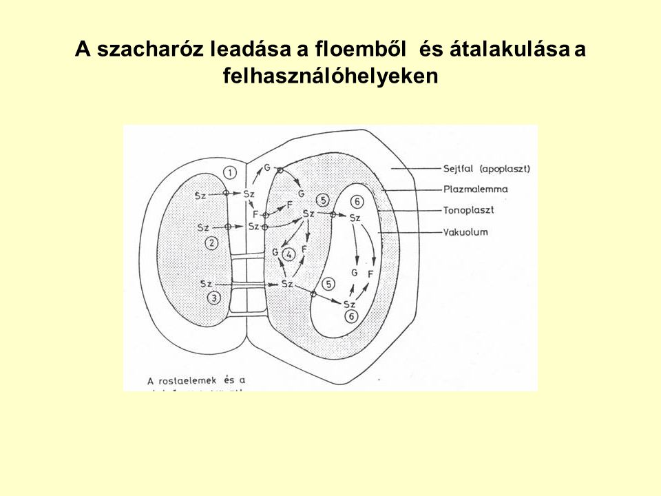 A szacharóz leadása a floemből és átalakulása a felhasználóhelyeken