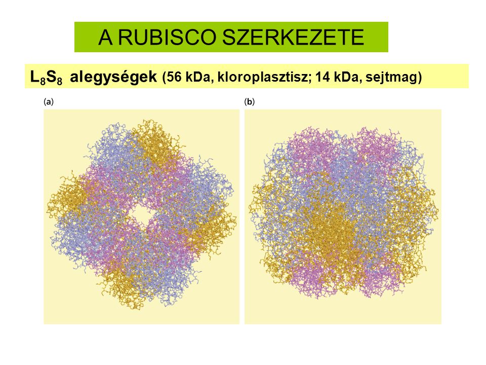 A RUBISCO SZERKEZETE L8S8 alegységek (56 kDa, kloroplasztisz; 14 kDa, sejtmag)