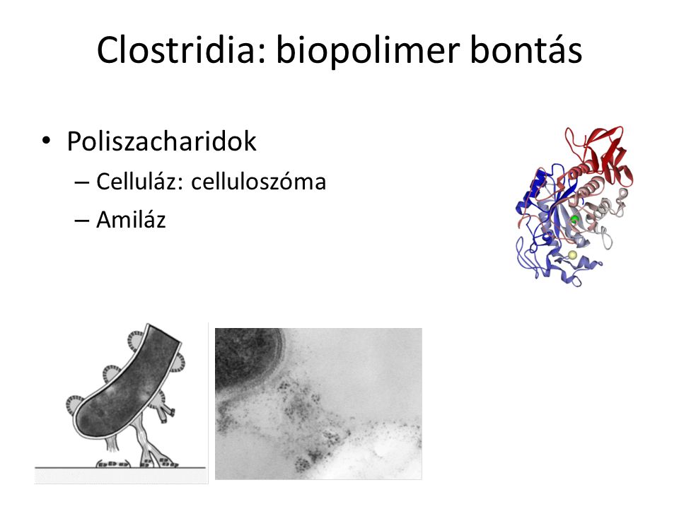 Clostridia: biopolimer bontás