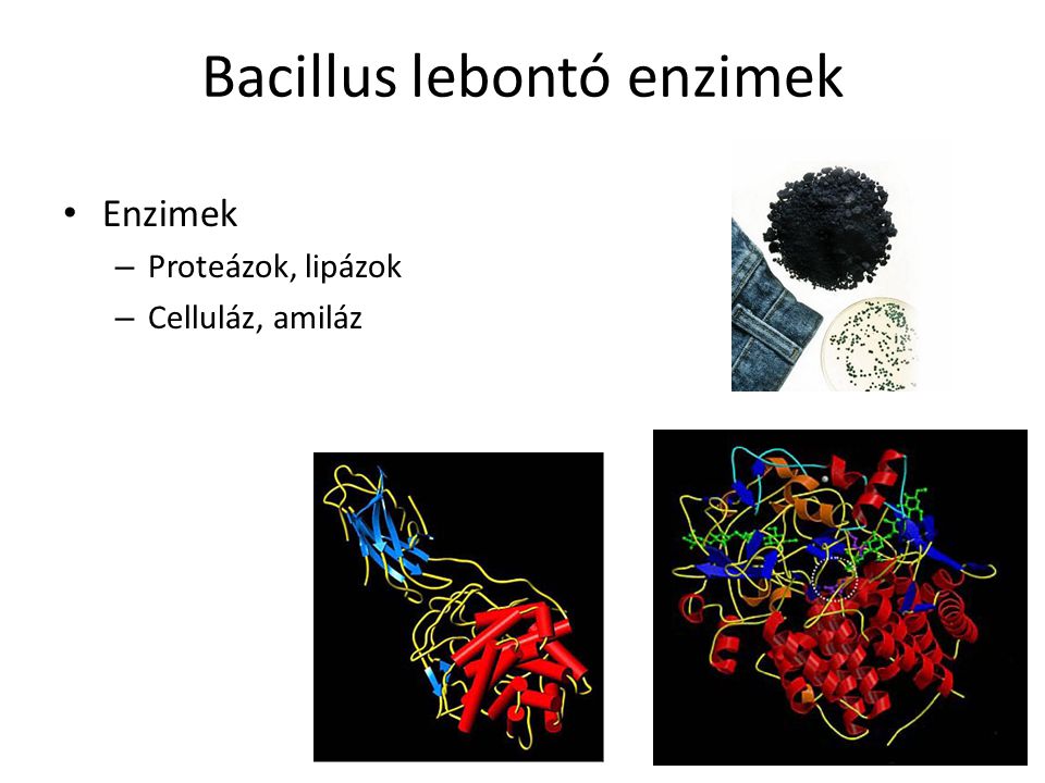 Bacillus lebontó enzimek