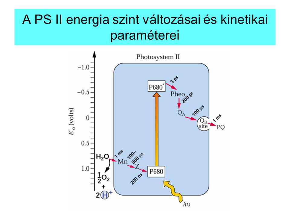A PS II energia szint változásai és kinetikai paraméterei