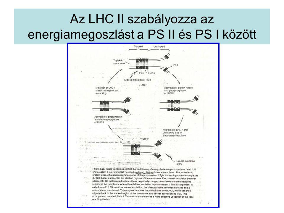 Az LHC II szabályozza az energiamegoszlást a PS II és PS I között