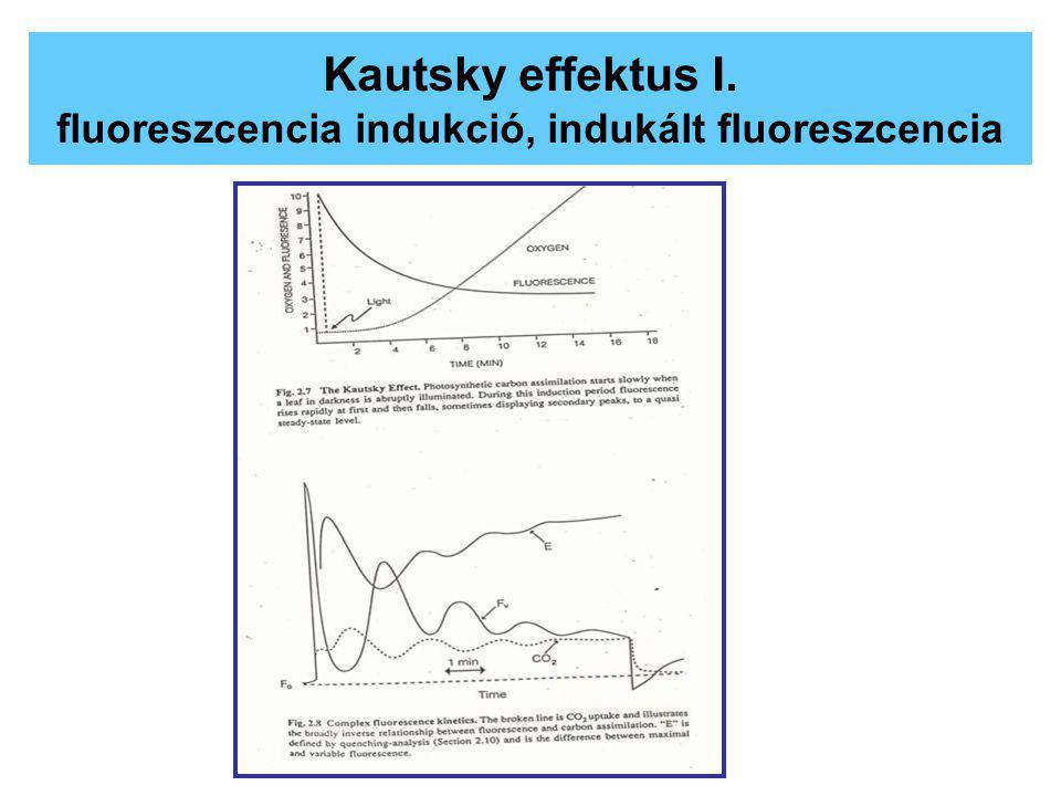 Kautsky effektus I. fluoreszcencia indukció, indukált fluoreszcencia