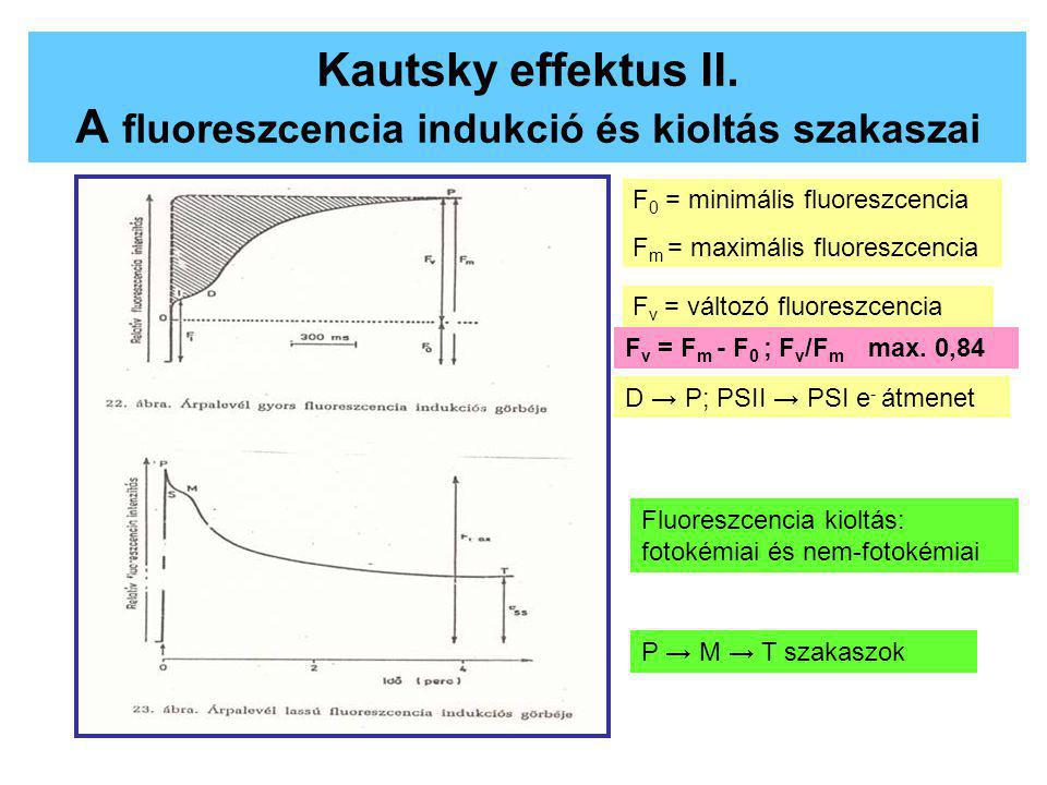 Kautsky effektus II. A fluoreszcencia indukció és kioltás szakaszai
