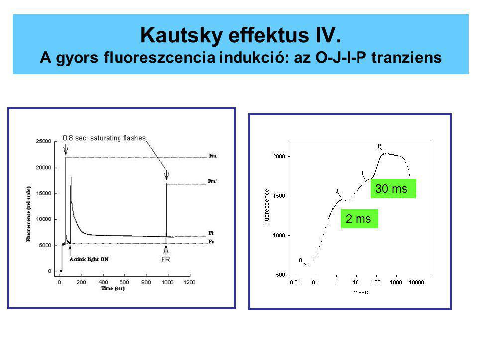 Kautsky effektus IV. A gyors fluoreszcencia indukció: az O-J-I-P tranziens