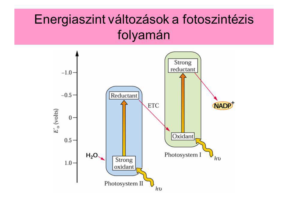 Energiaszint változások a fotoszintézis folyamán