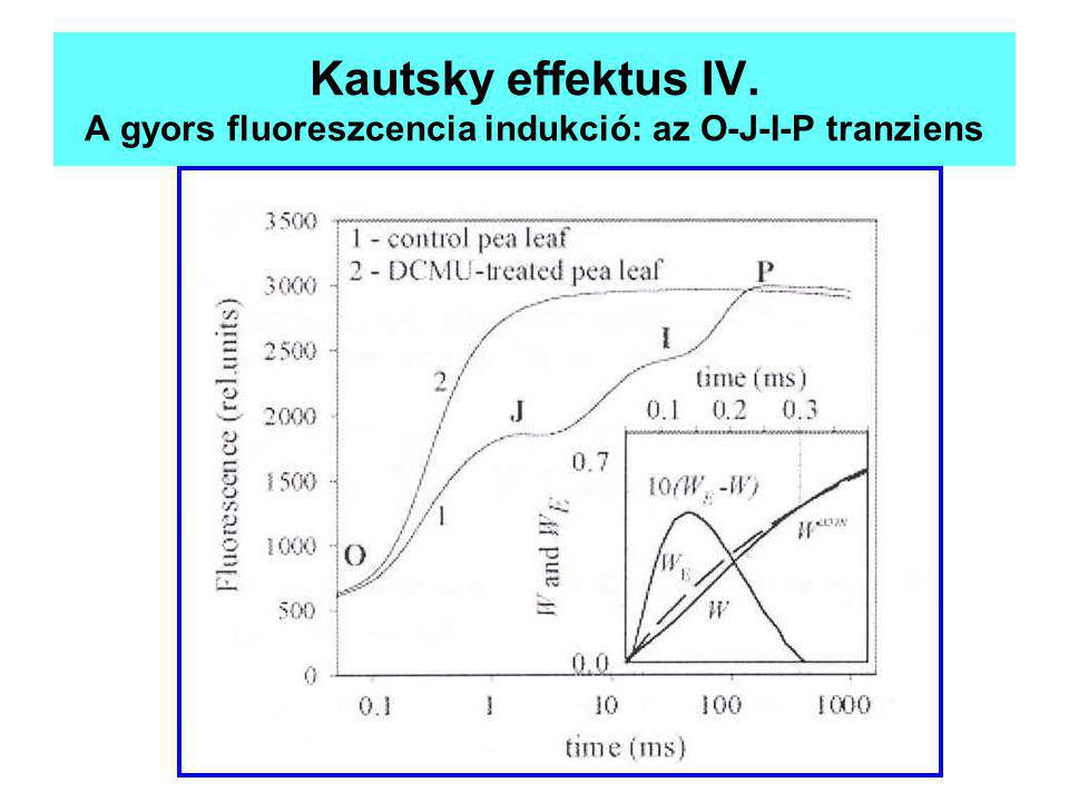 Kautsky effektus IV. A gyors fluoreszcencia indukció: az O-J-I-P tranziens