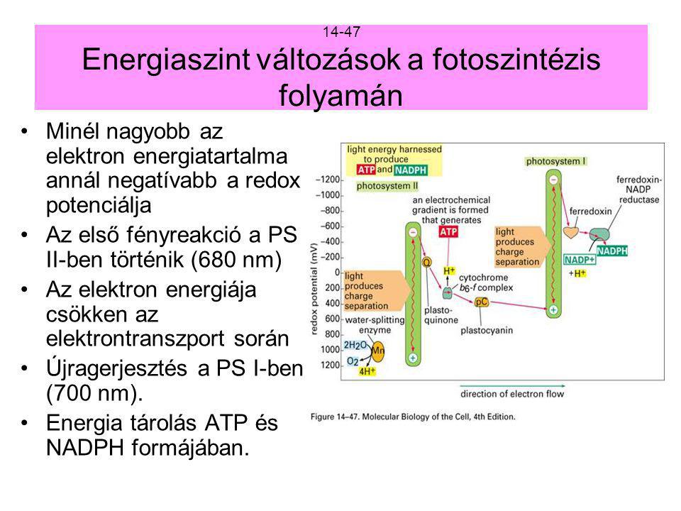 14-47 Energiaszint változások a fotoszintézis folyamán