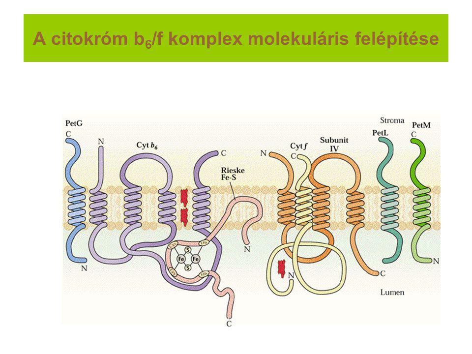A citokróm b6/f komplex molekuláris felépítése