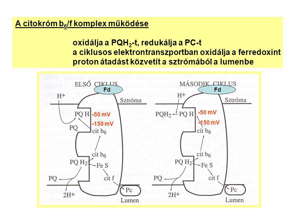 A citokróm b6/f komplex működése oxidálja a PQH2-t, redukálja a PC-t