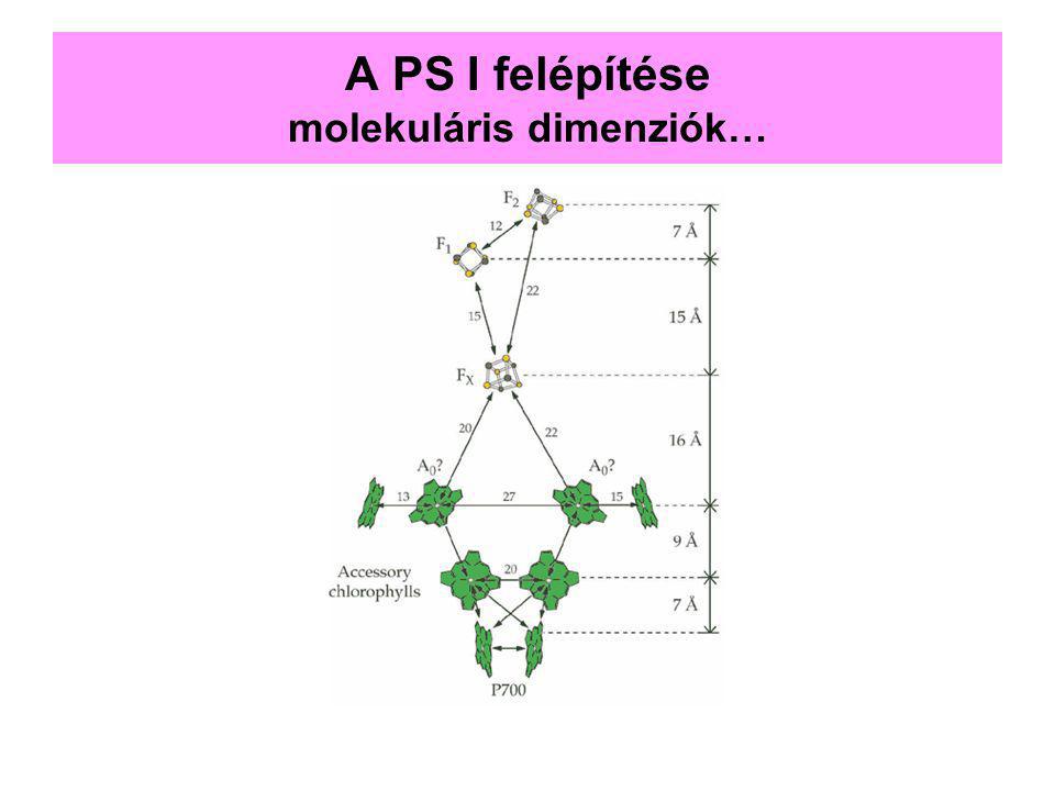 A PS I felépítése molekuláris dimenziók…