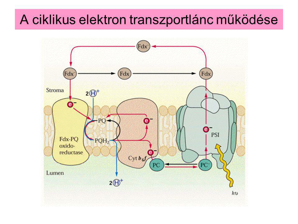 A ciklikus elektron transzportlánc működése