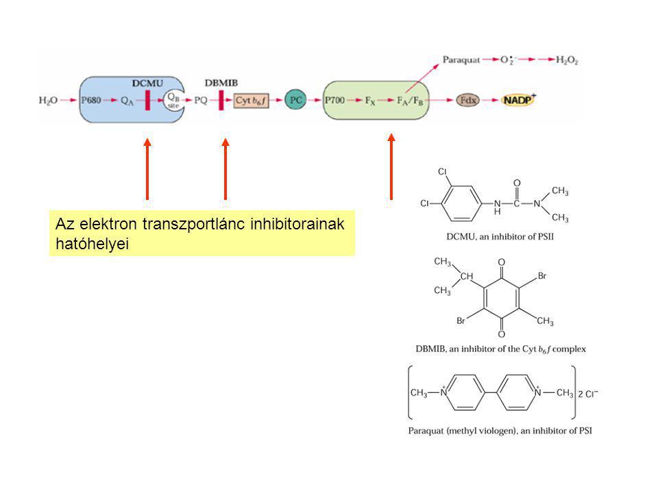 Az elektron transzportlánc inhibitorainak hatóhelyei