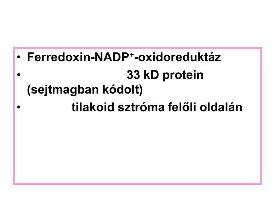 Ferredoxin-NADP+-oxidoreduktáz