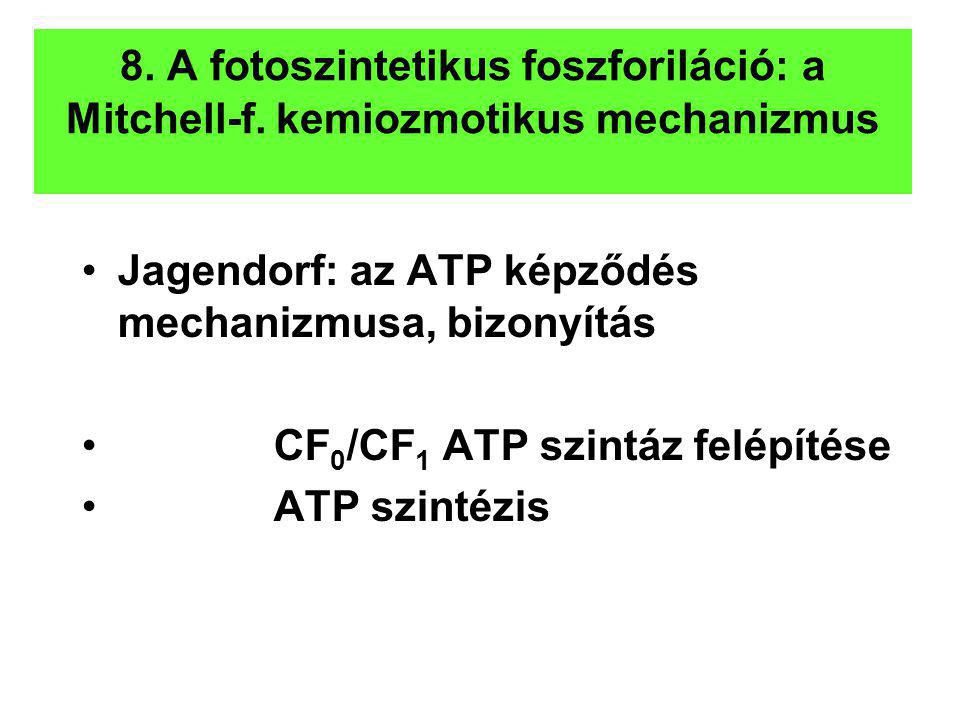8. A fotoszintetikus foszforiláció: a Mitchell-f