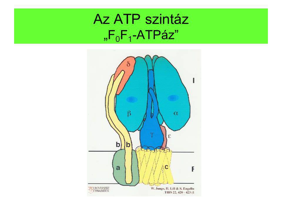 Az ATP szintáz „F0F1-ATPáz