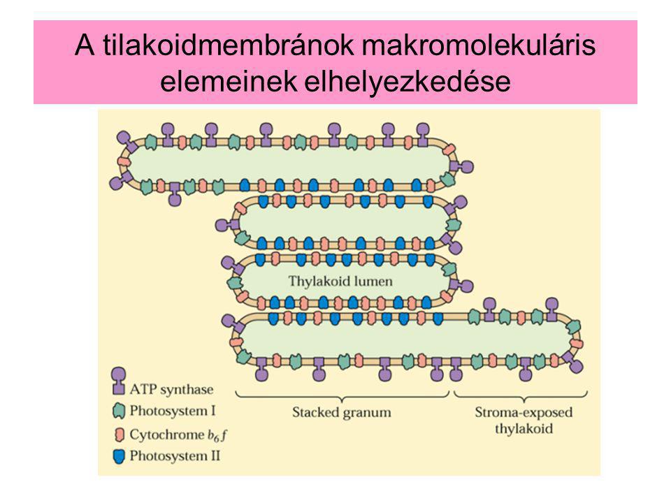 A tilakoidmembránok makromolekuláris elemeinek elhelyezkedése