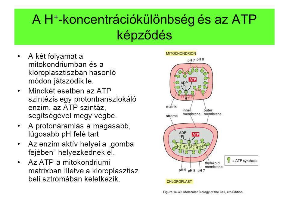 A H+-koncentrációkülönbség és az ATP képződés