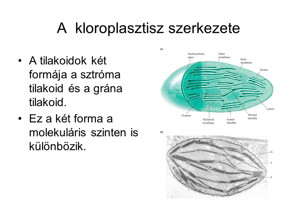 A kloroplasztisz szerkezete