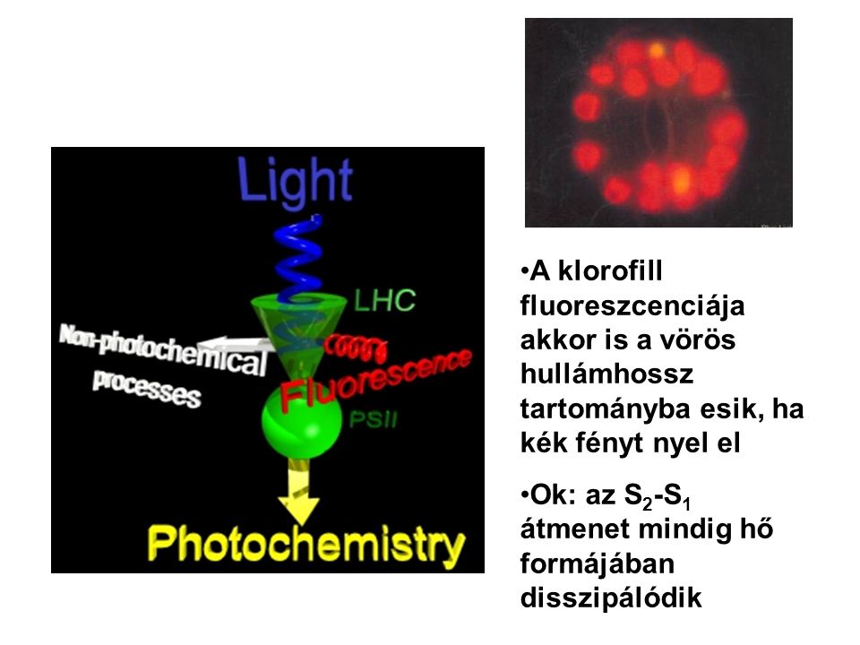 A klorofill fluoreszcenciája akkor is a vörös hullámhossz tartományba esik, ha kék fényt nyel el