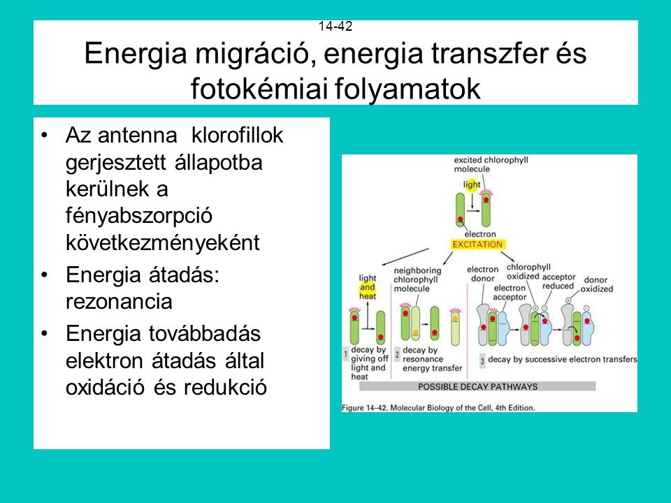 14-42 Energia migráció, energia transzfer és fotokémiai folyamatok