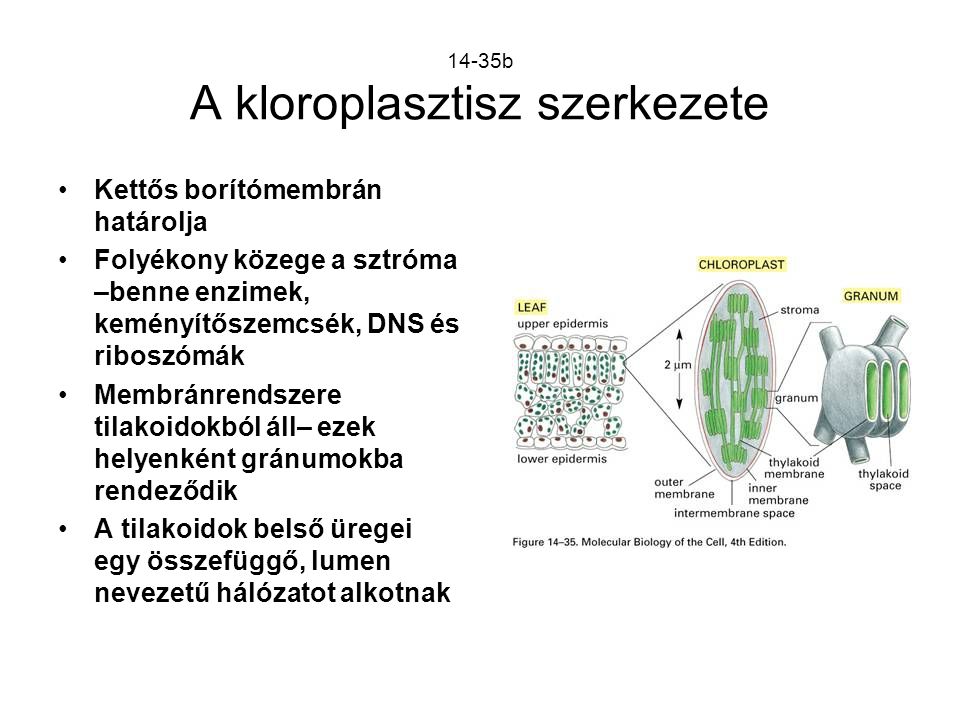 14-35b A kloroplasztisz szerkezete
