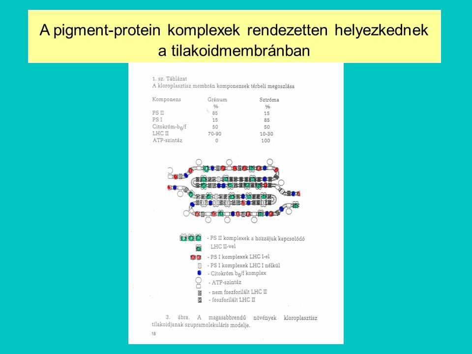 A pigment-protein komplexek rendezetten helyezkednek a tilakoidmembránban