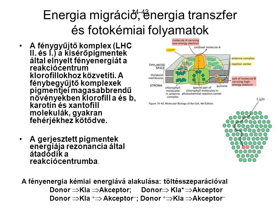 Energia migráció, energia transzfer és fotokémiai folyamatok