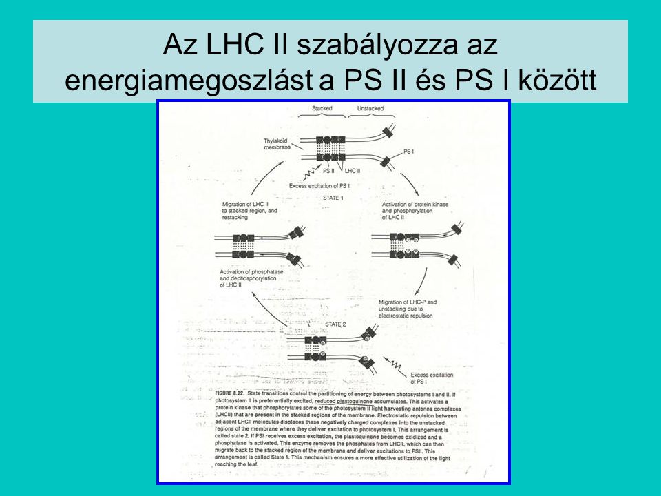 Az LHC II szabályozza az energiamegoszlást a PS II és PS I között