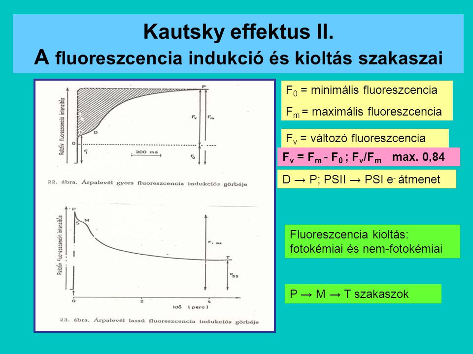 Kautsky effektus II. A fluoreszcencia indukció és kioltás szakaszai