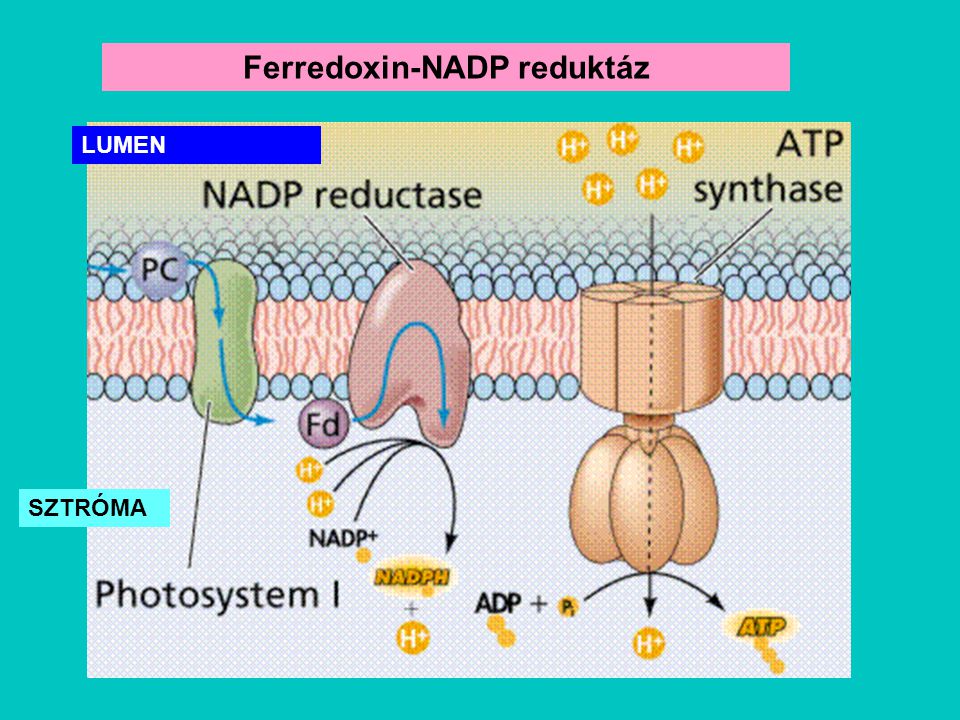 Ferredoxin-NADP reduktáz
