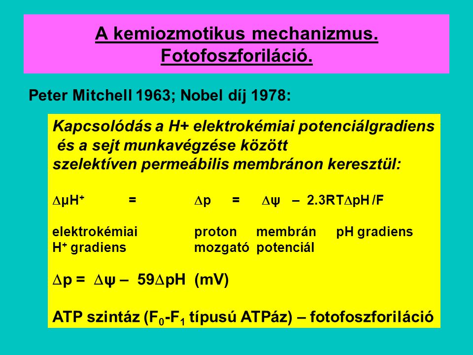 A kemiozmotikus mechanizmus. Fotofoszforiláció.