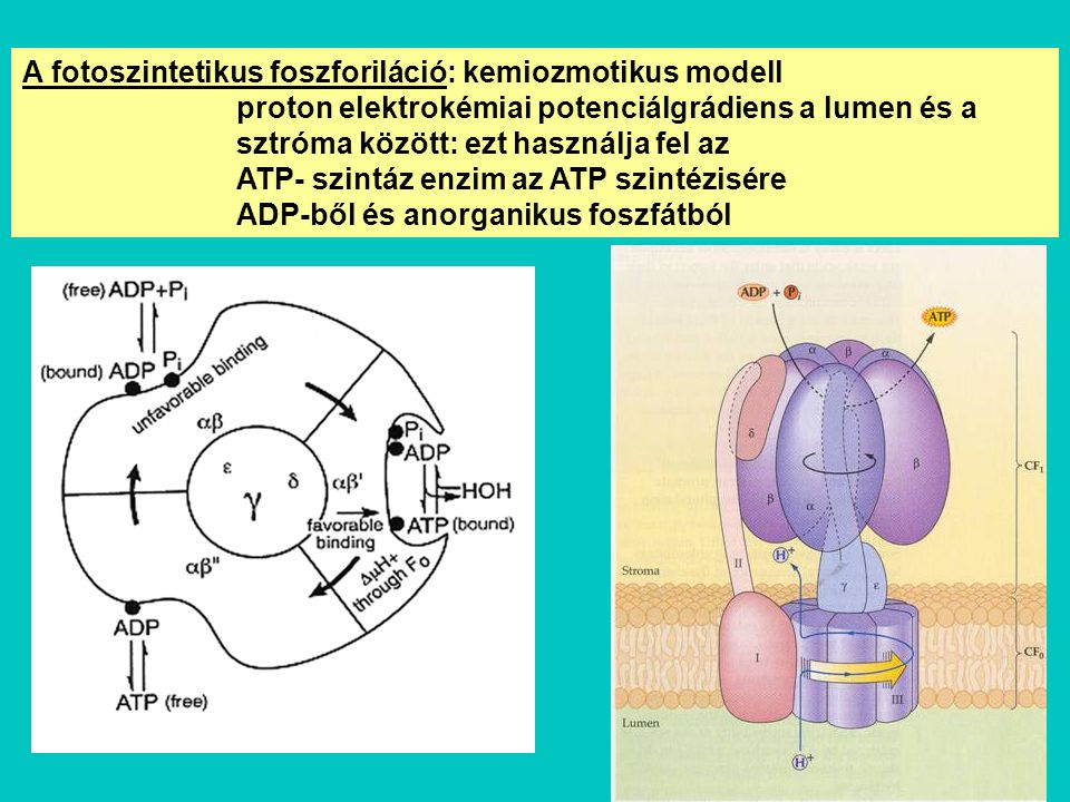 A fotoszintetikus foszforiláció: kemiozmotikus modell