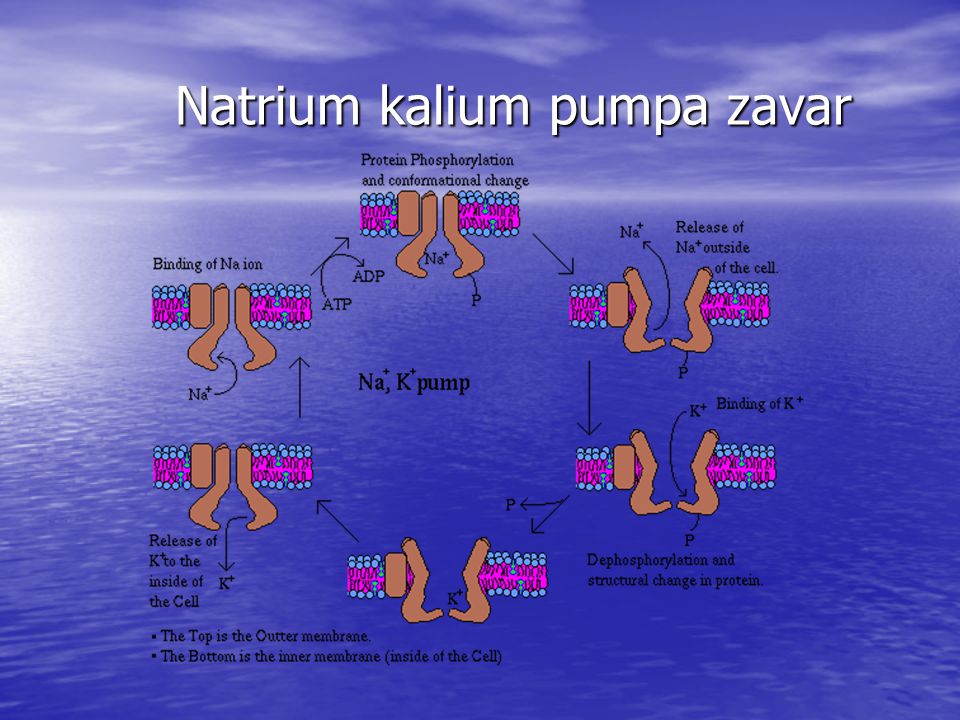 Natrium kalium pumpa zavar