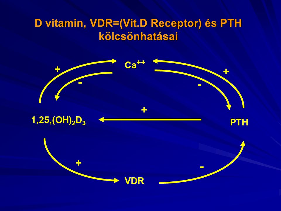 D vitamin, VDR=(Vit.D Receptor) és PTH kölcsönhatásai