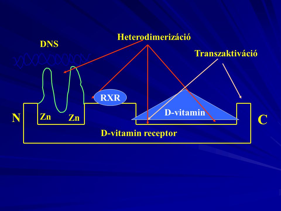 C N Heterodimerizáció DNS Transzaktiváció RXR D-vitamin Zn Zn