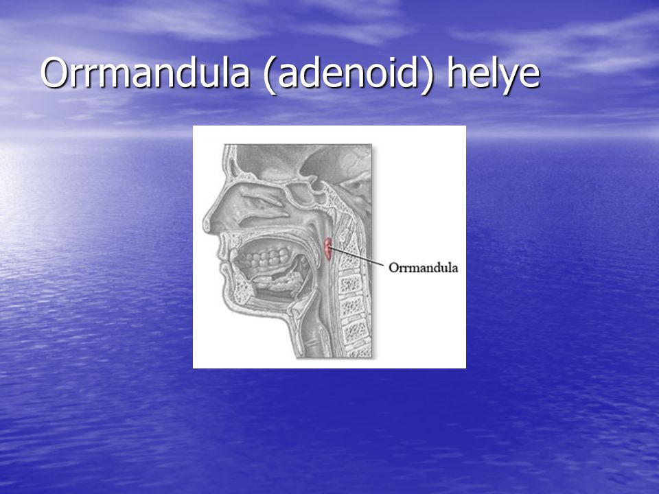 Orrmandula (adenoid) helye