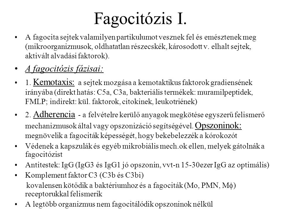 Fagocitózis I. A fagocitózis fázisai: