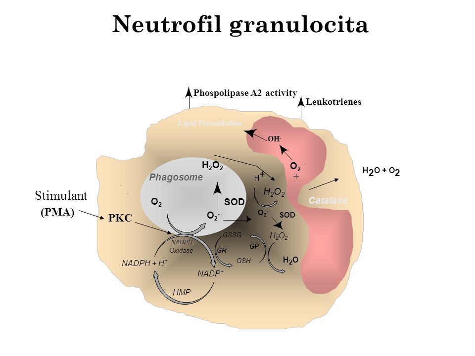 Neutrofil granulocita