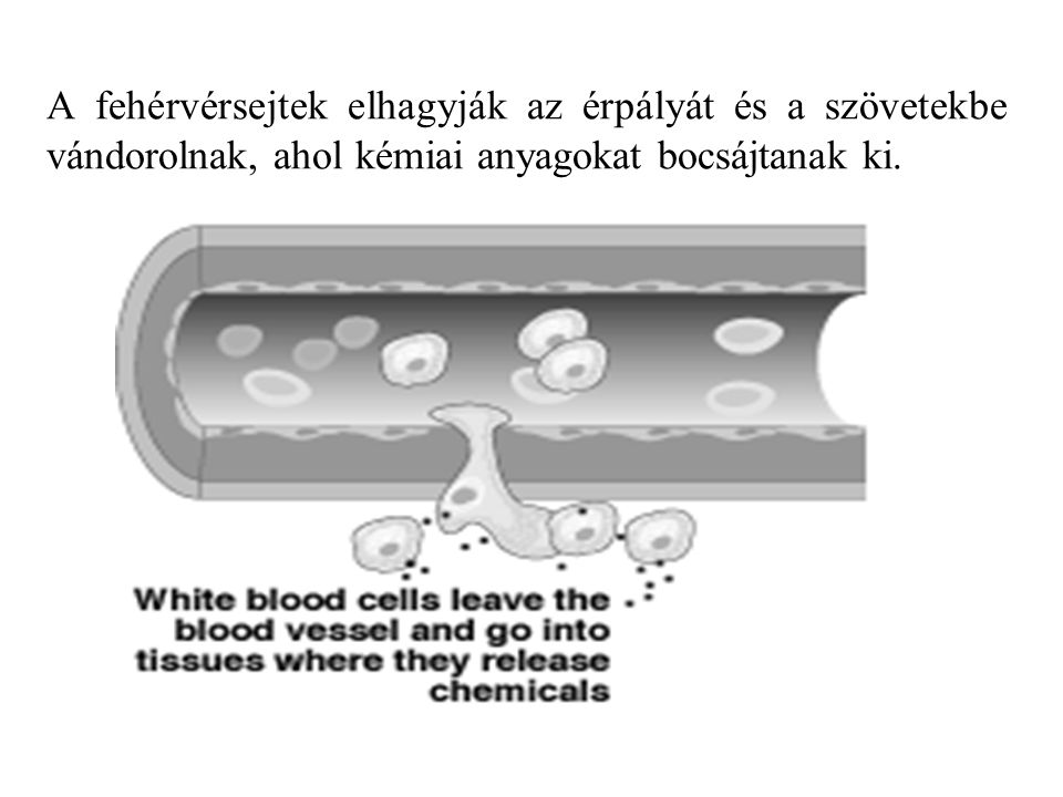 A fehérvérsejtek elhagyják az érpályát és a szövetekbe vándorolnak, ahol kémiai anyagokat bocsájtanak ki.
