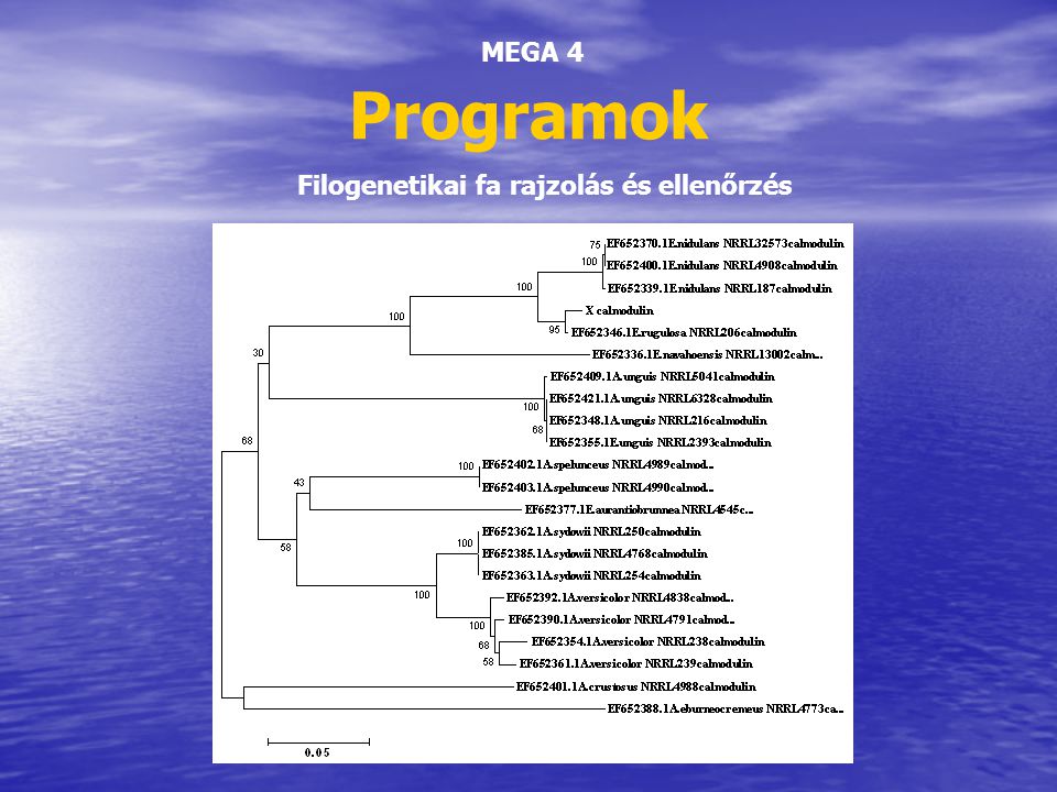 Programok MEGA 4 Filogenetikai fa rajzolás és ellenőrzés