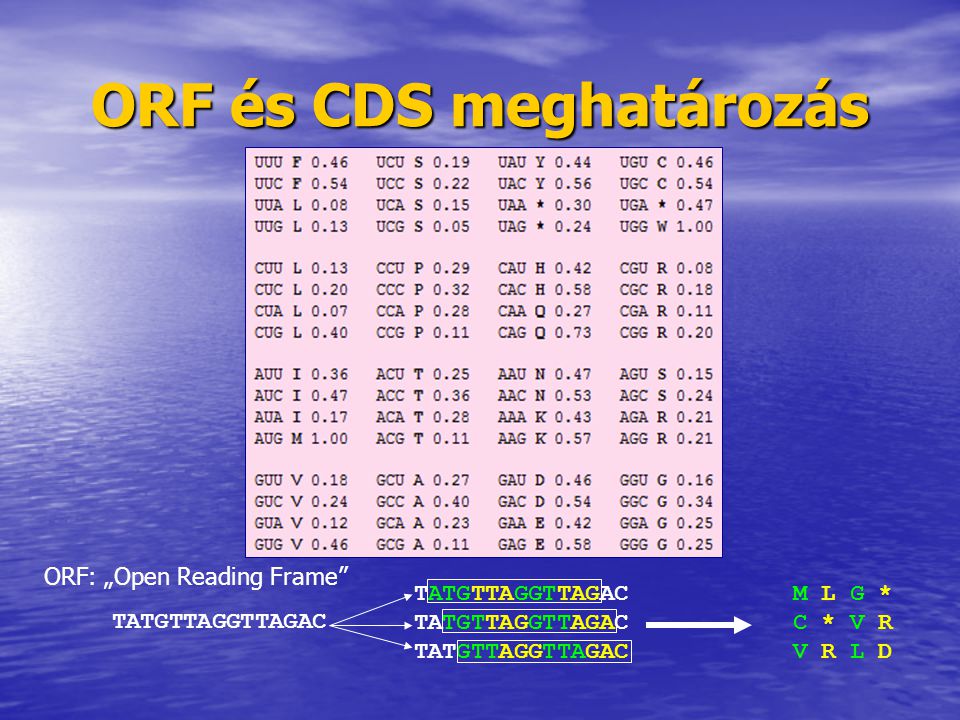 ORF és CDS meghatározás